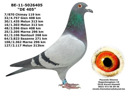 Etienne Pauwels pigeon breeder market 3
