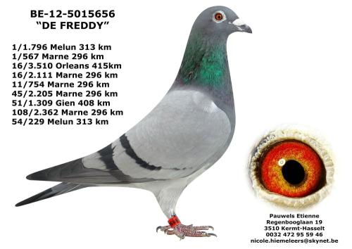 Etienne Pauwels pigeon breeder market 4