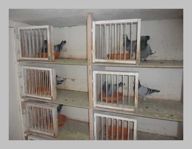 Etienne Pauwels pigeon breeder market 9
