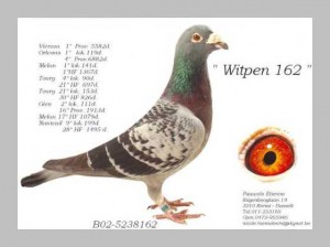 Etienne Pauwels pigeon breeder market 94