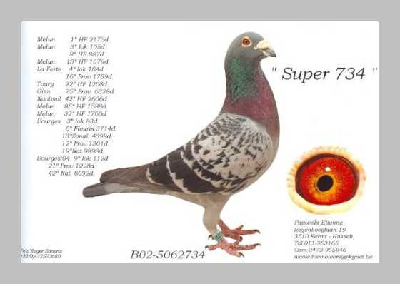 Etienne Pauwels pigeon breeder market 98