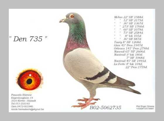 Etienne Pauwels pigeon breeder market 991