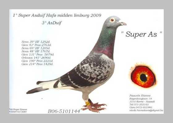 Etienne Pauwels pigeon breeder market 993