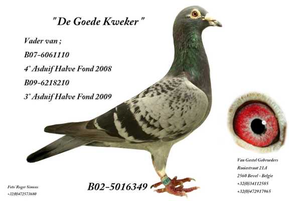 Herman van Gestel Zuechter Brieftauben Markt 4