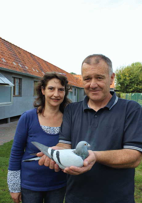Vageel marché des pigeons reproducteurs