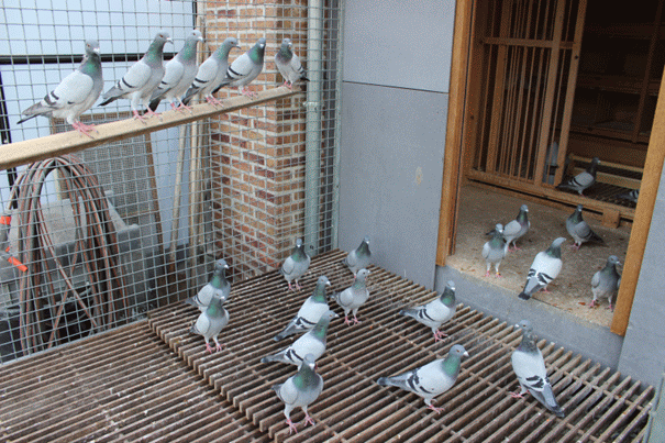 Vageel pigeons reproducteurs marché 2
