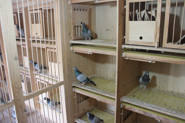 Vageel pigeons reproducteurs marché 3