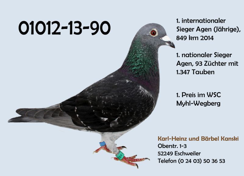 Agen winner 01012-13-90 De Super Agen pigeon market ONexpo