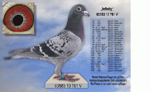 Easy to happen Chronic pear Andrew and Walter Drapa – 1 as pigeon of the year 2013 Kat. Old pigeons HDI  pigeons-market Championships – Brieftauben-Markt.de