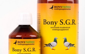 Zdrowe młode gołębie w TOP formie - Bony S.G.R. ...