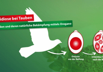 ¡Durante el período de muda uso mucho Taubengold y Hessechol para un plumaje sedoso! Durante la reproducción doy Avidress Plus diariamente en combinación con UsneGano y Gervit-W varias veces a la semana. No tengo miedo de dar demasiado, pero la falta puede ser desastrosa.