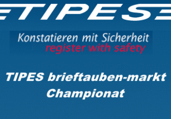 TIPES brieftauben-markt Championat 2024 - die Ergebnisse...