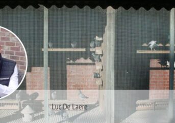 Luc De Laere - nach dem Fabeljahr 2022...